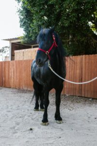 Black horse